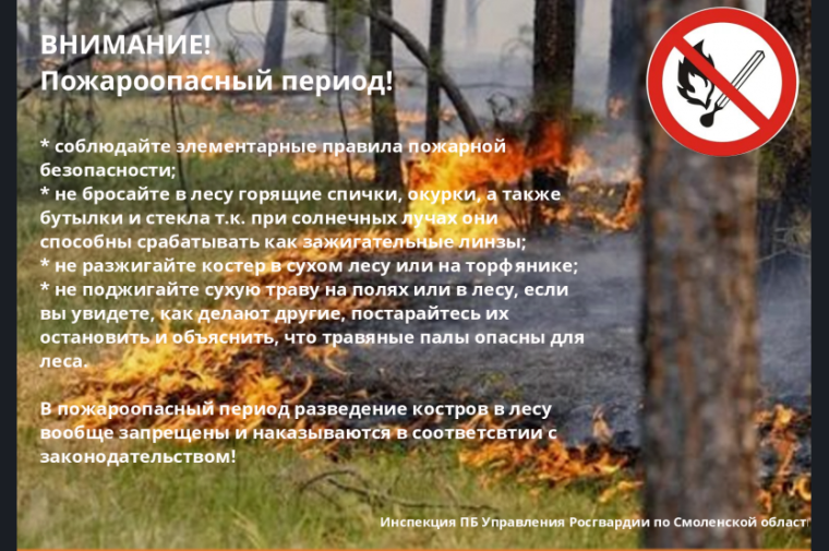 Правила поведения в лесу в пожароопасный период. Правила поведения в лесу в пожароопасный период.